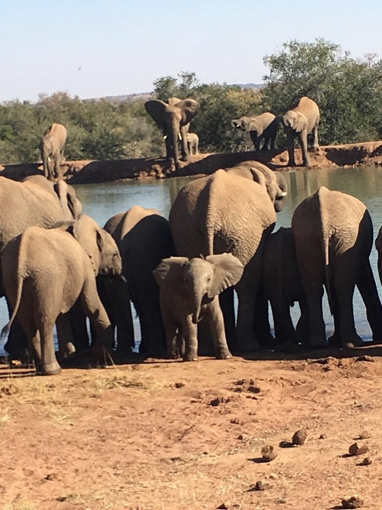 Black Rhino Lodge 21 (Phirima Lodge) - Ledig, South Africa