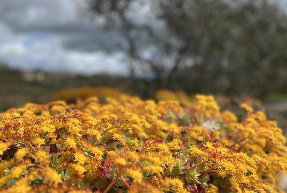 Villa San Lorenzo Umbrian Estate - Castiglione Del Lago, Italy
