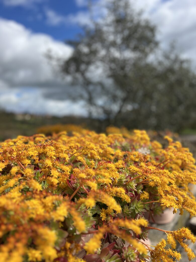 Villa San Lorenzo Umbrian Estate - Castiglione Del Lago, Italy