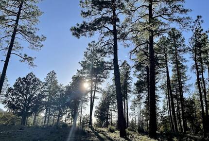 Luxury Cabin Living - Tall Forest Pines - Payson, Arizona