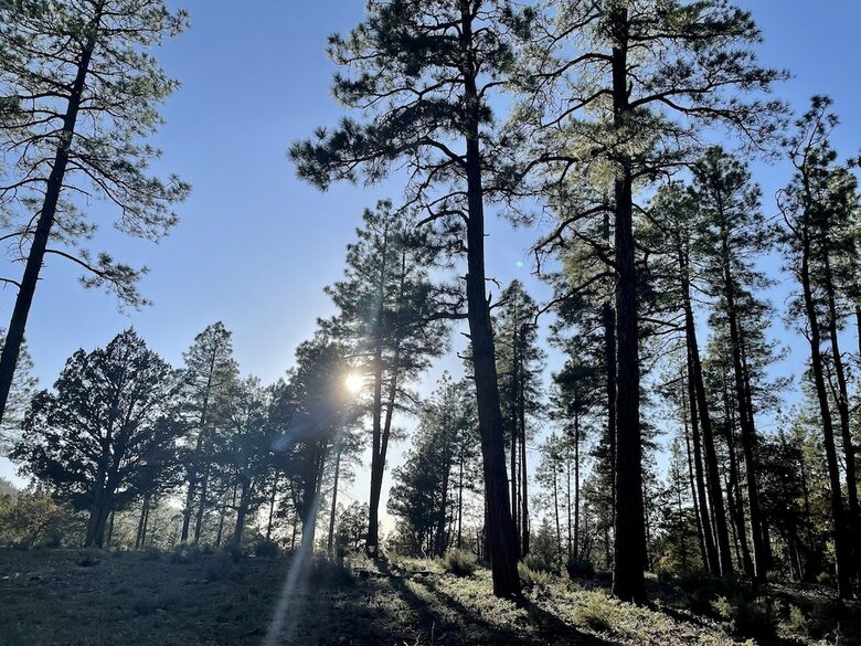 Luxury Cabin Living - Tall Forest Pines - Payson, Arizona