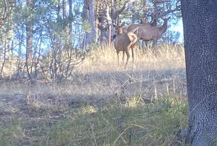 Luxury Cabin Living - Tall Forest Pines - Payson, Arizona