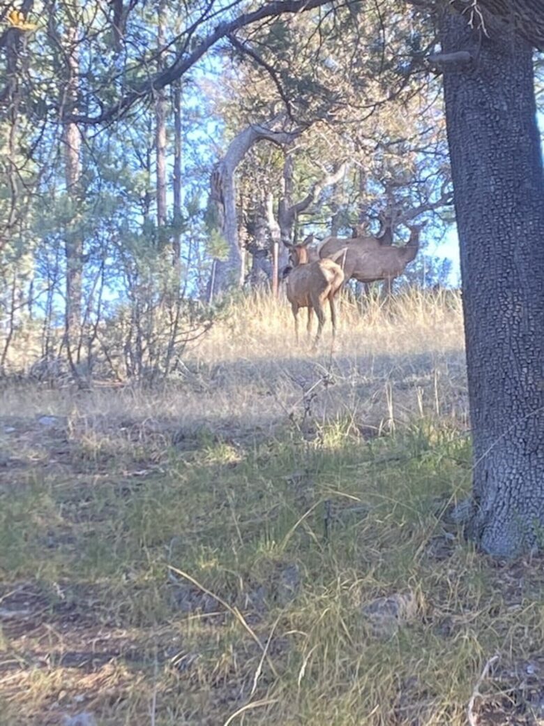 Luxury Cabin Living - Tall Forest Pines - Payson, Arizona