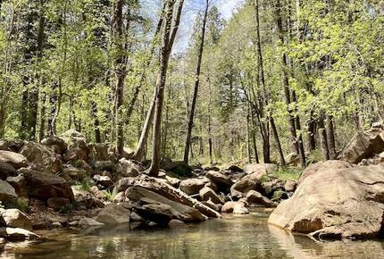 Luxury Cabin Living - Tall Forest Pines - Payson, Arizona