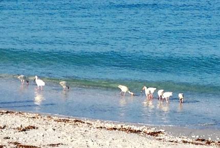 Idyllic Beachfront in Unique Casey Key - Osprey, Florida