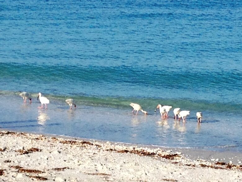 Idyllic Beachfront in Unique Casey Key - Osprey, Florida