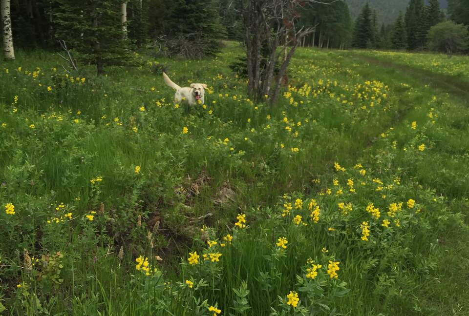 Entertainer's Dream in Evergreen - Evergreen, Colorado