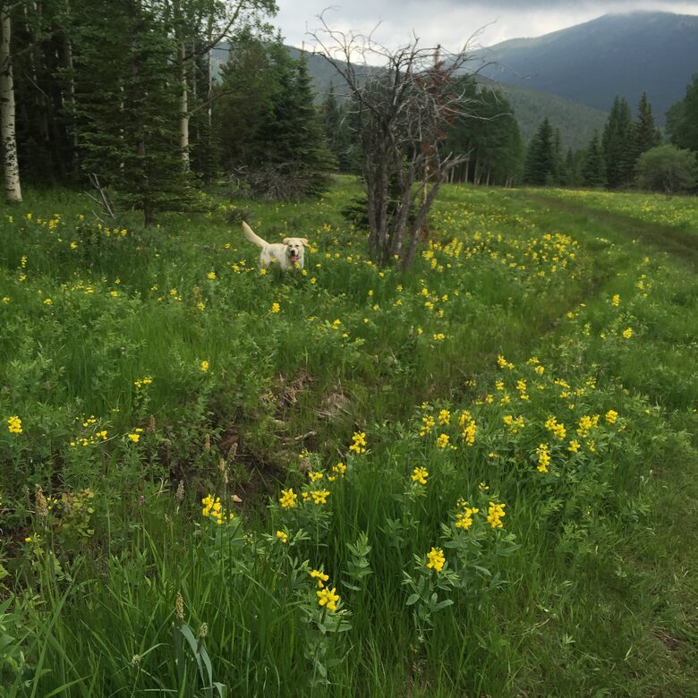 Entertainer's Dream in Evergreen - Evergreen, Colorado