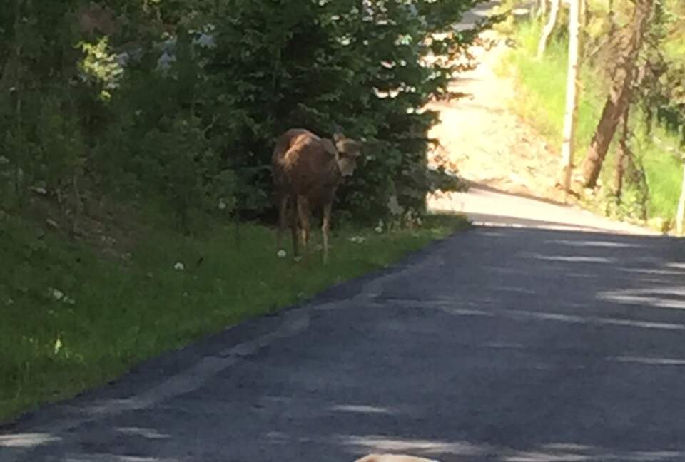 Entertainer's Dream in Evergreen - Evergreen, Colorado