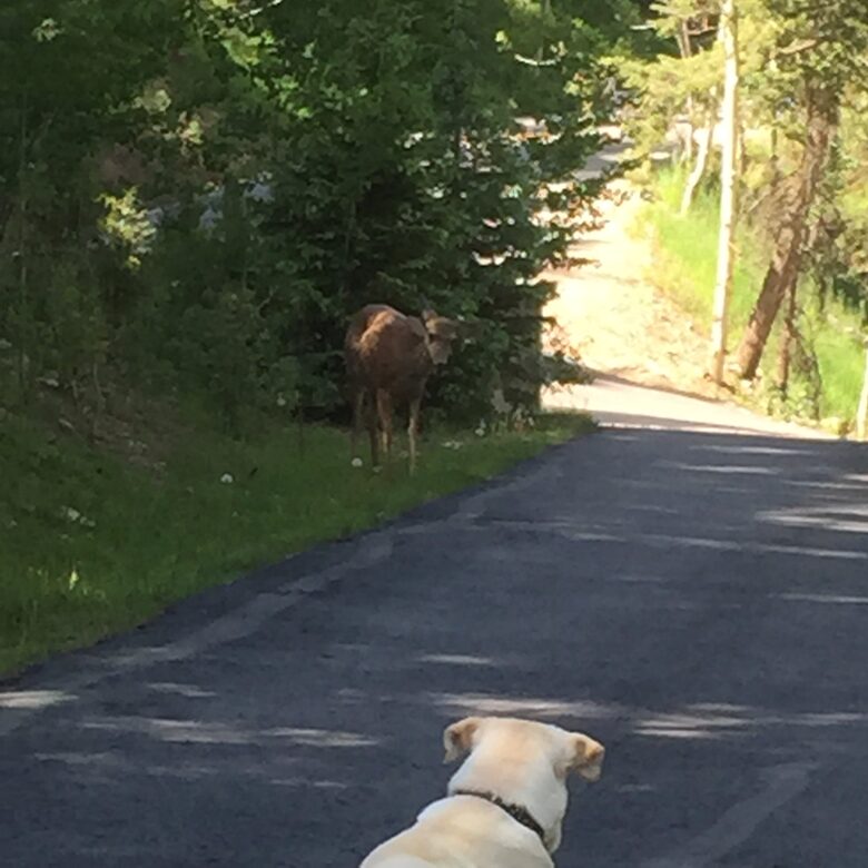Entertainer's Dream in Evergreen - Evergreen, Colorado