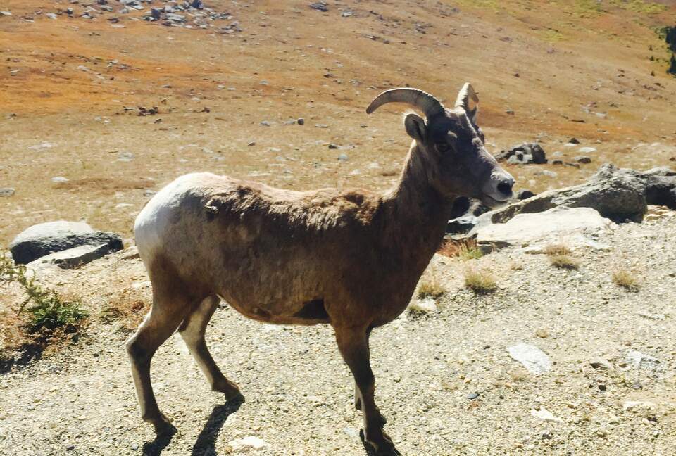 Entertainer's Dream in Evergreen - Evergreen, Colorado