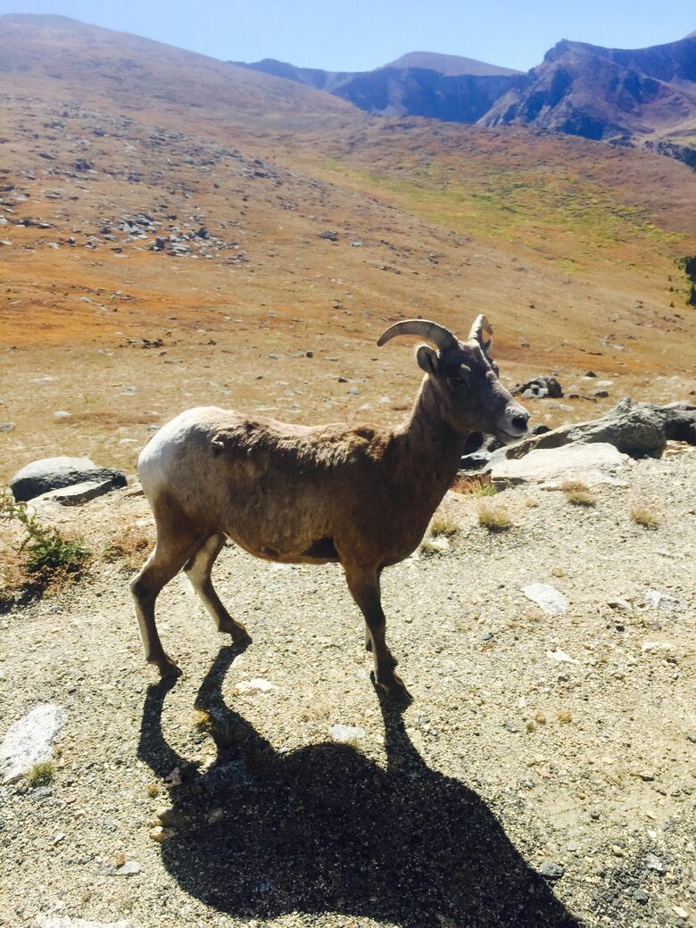 Entertainer's Dream in Evergreen - Evergreen, Colorado