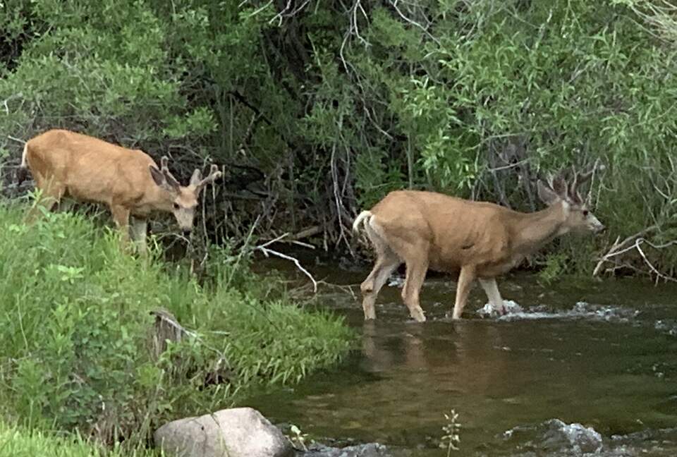 Mule, deer neighbors