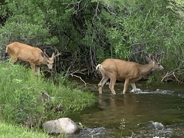Mule, deer neighbors