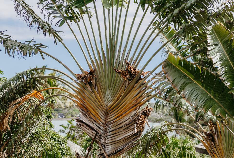 Anahita Dream (R) - Beau Champ, Mauritius