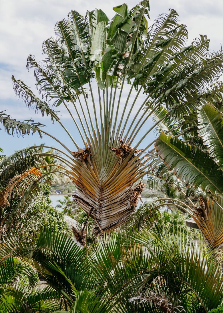 Anahita Dream (R) - Beau Champ, Mauritius