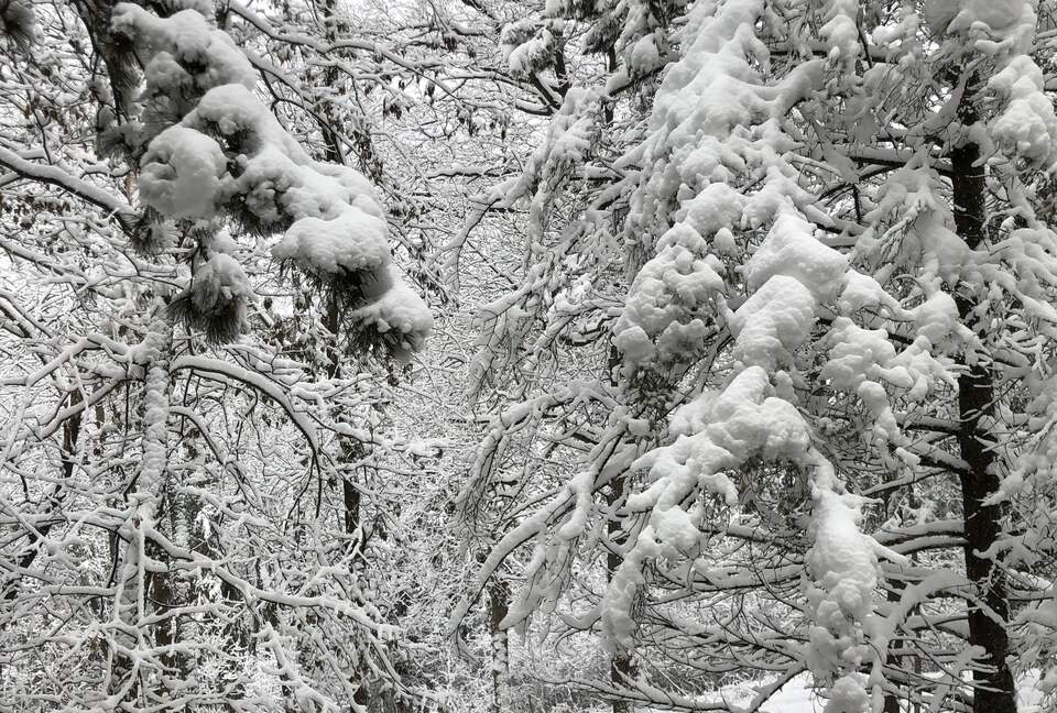 Secluded Forest Retreat Minutes From Minneapolis - Minnetonka, Minnesota