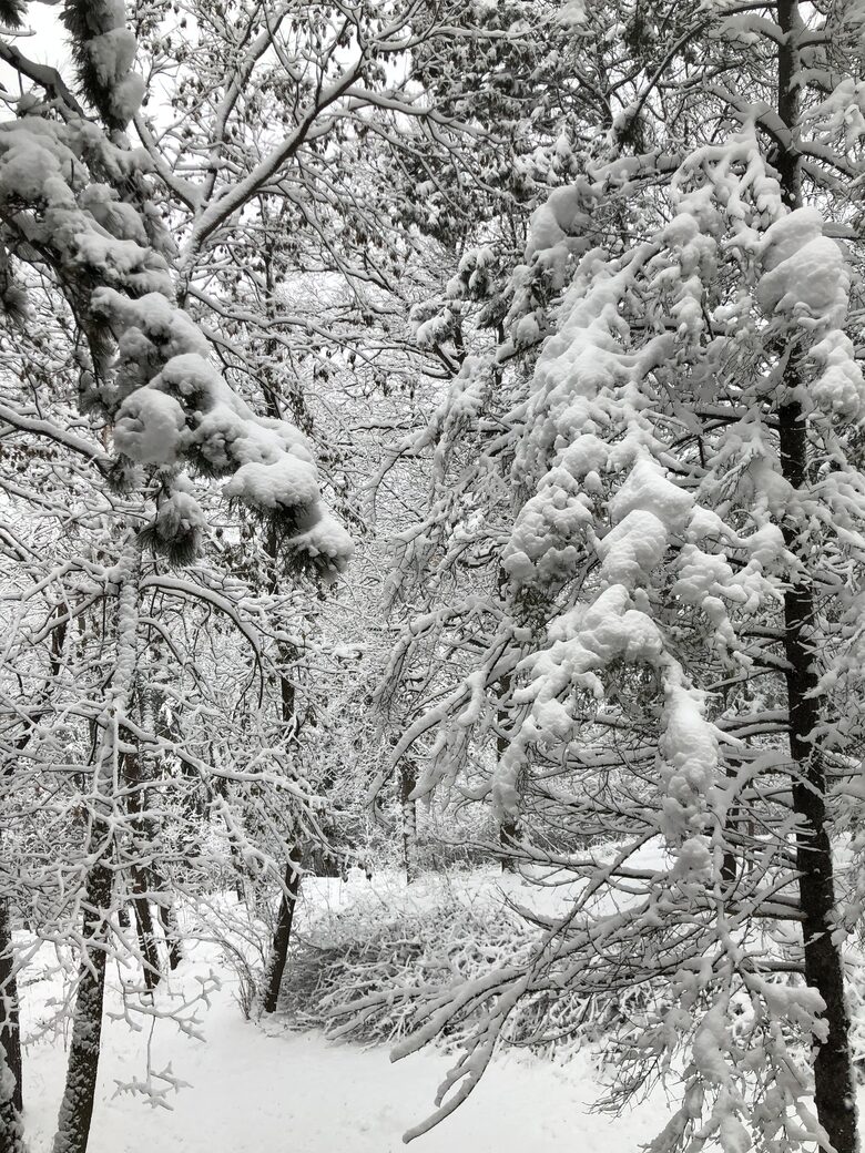 Secluded Forest Retreat Minutes From Minneapolis - Minnetonka, Minnesota