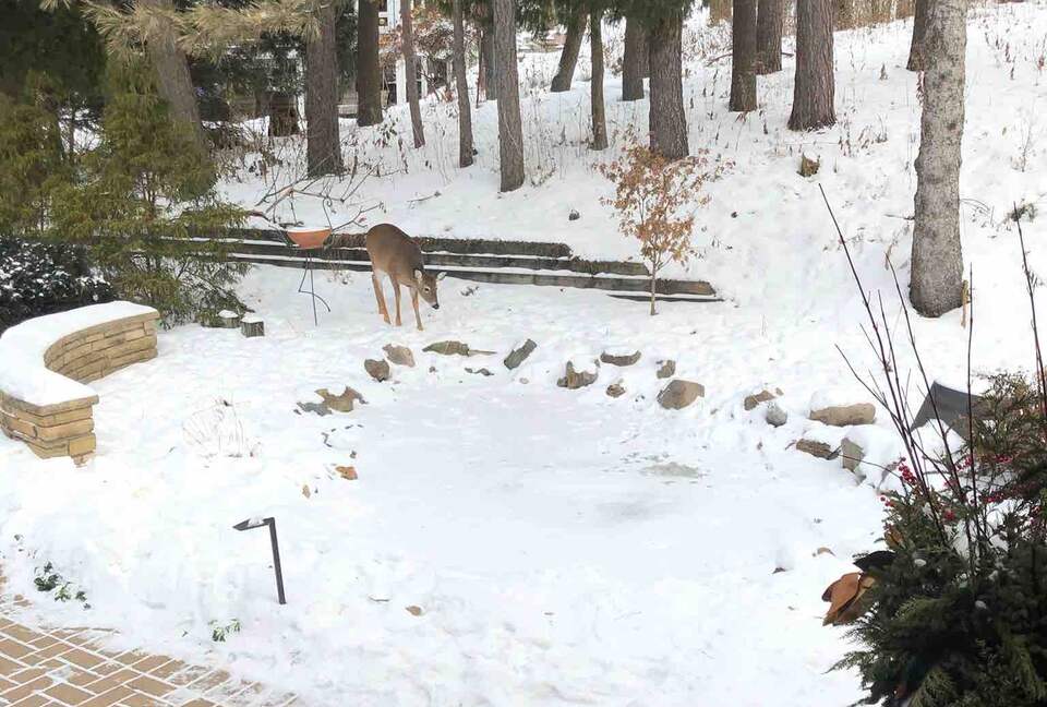 Secluded Forest Retreat Minutes From Minneapolis - Minnetonka, Minnesota