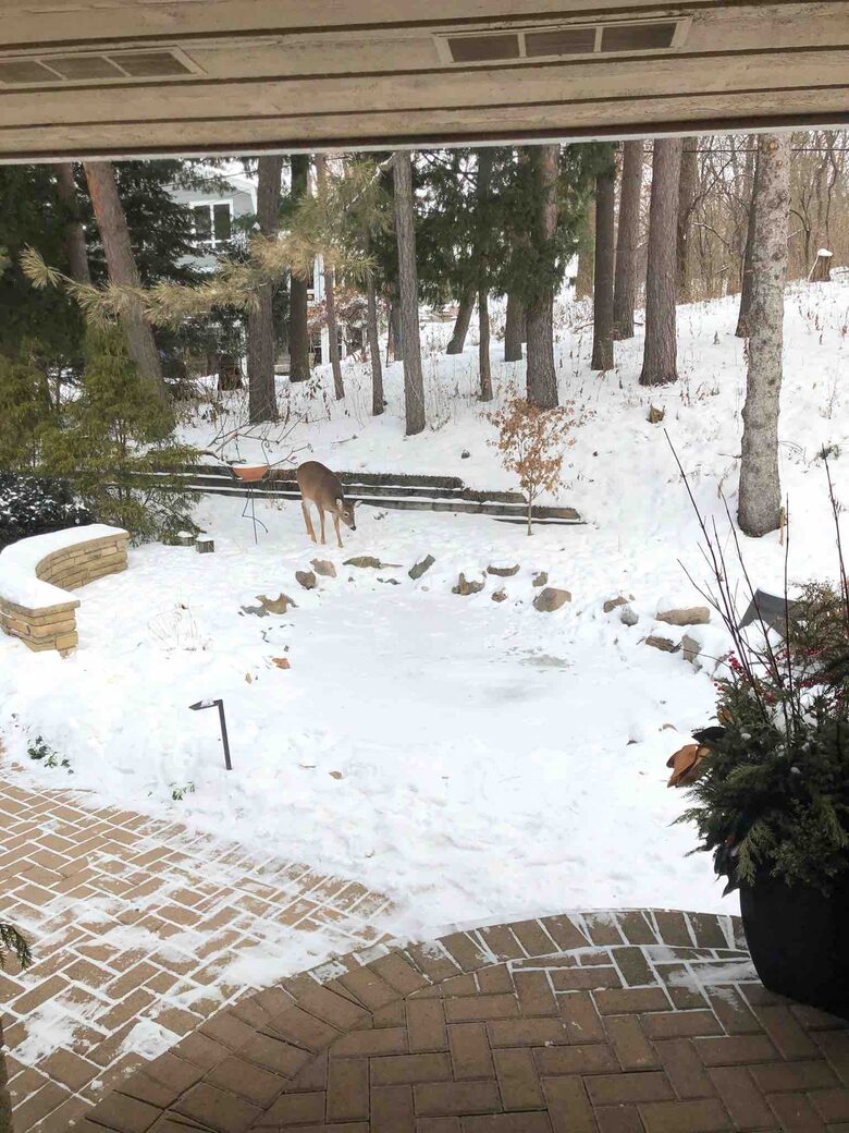 Secluded Forest Retreat Minutes From Minneapolis - Minnetonka, Minnesota