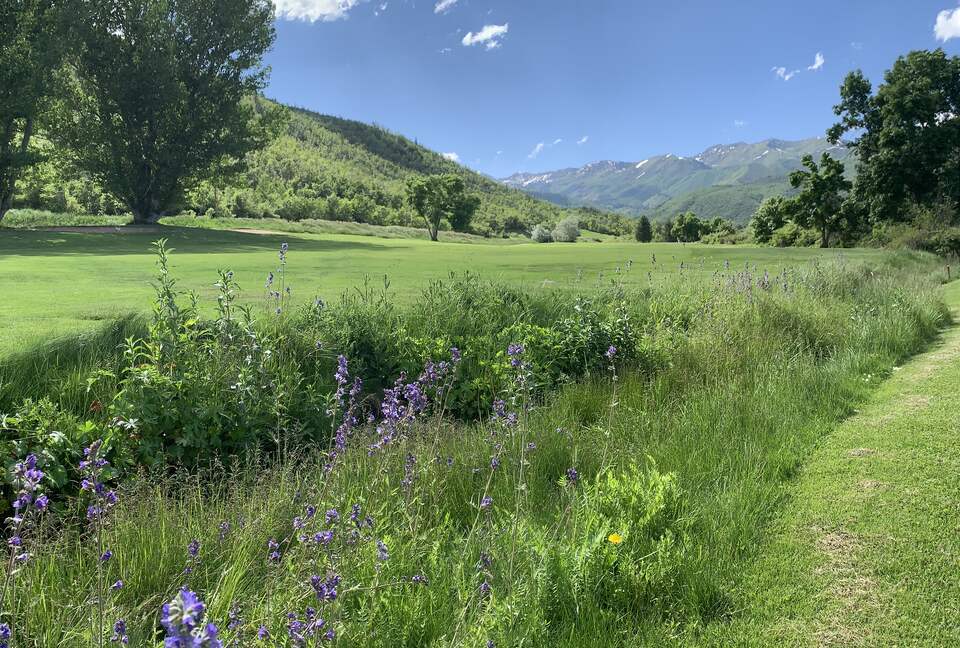 Spring wildflowers on Wasatch Mountain golf course