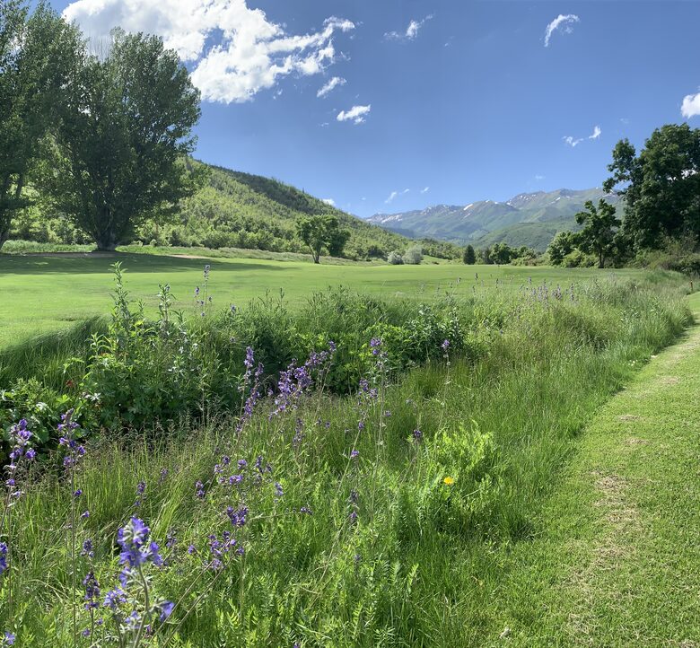 Spring wildflowers on Wasatch Mountain golf course