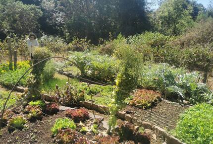 Private vegetable garden with lettuces,kale,artichokes etc.