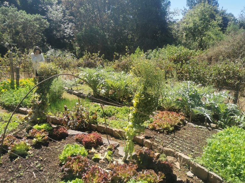 Private vegetable garden with lettuces,kale,artichokes etc.