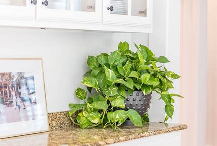 Mustard Seed with Private Dock - Austin, Texas