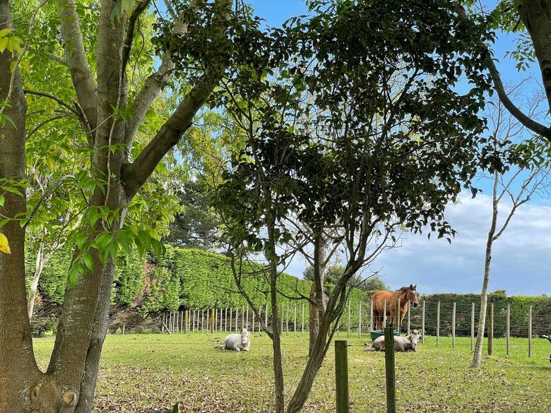 Rose Cottage - Karaka, New Zealand