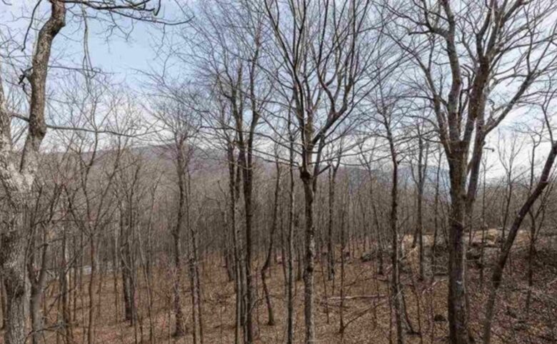 Wintergreen Retreat: Steps to Great Hiking on the Appalachain Trail - Wintergreen Resort, Virginia