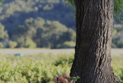 Classic Americana Farmhouse - Paso Robles, California