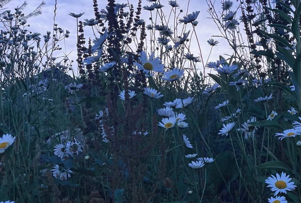 Charming Waterfront Cottage - Minett, Canada
