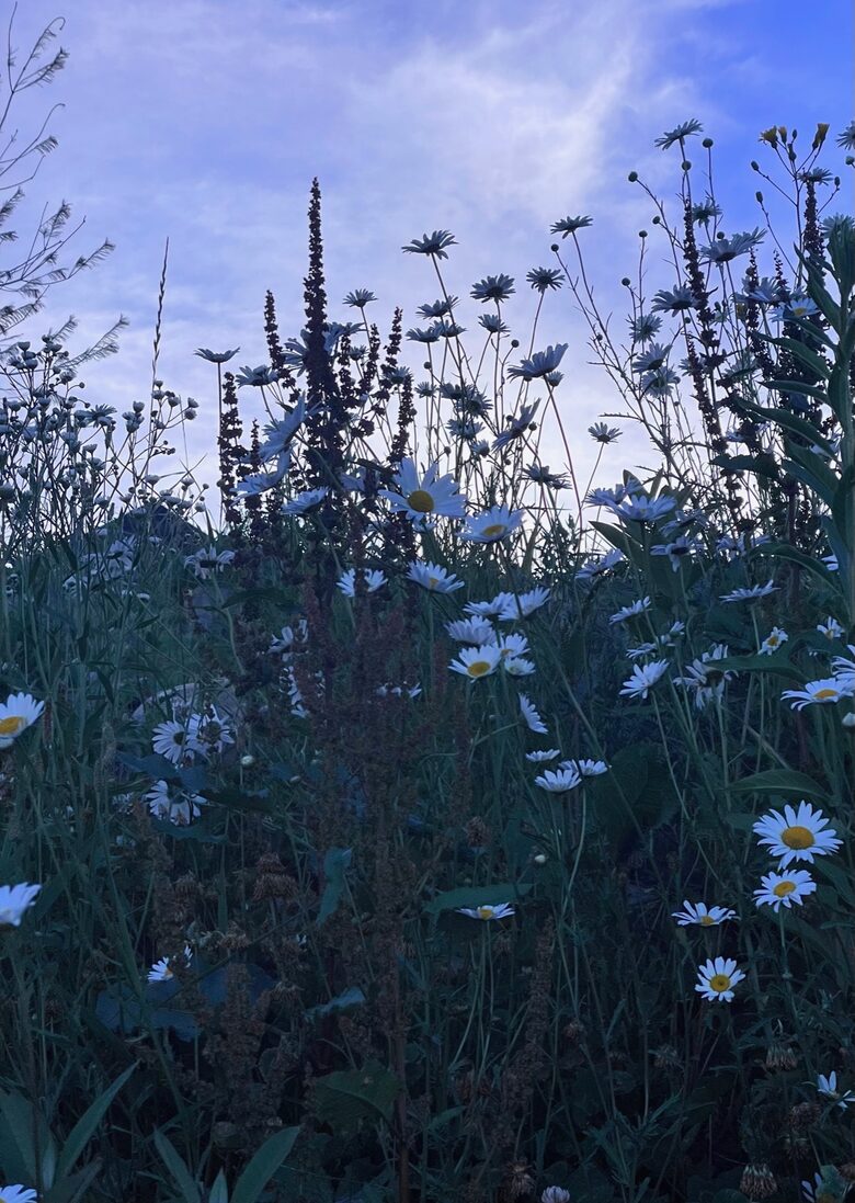 Charming Waterfront Cottage - Minett, Canada