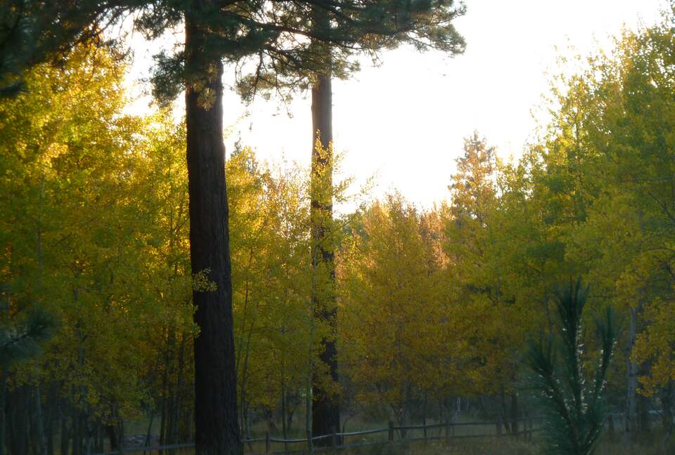 Aspen Meadow Lodge | Private Pickleball Court, Bonus Room, on 8.5 Acres - Sisters, Oregon