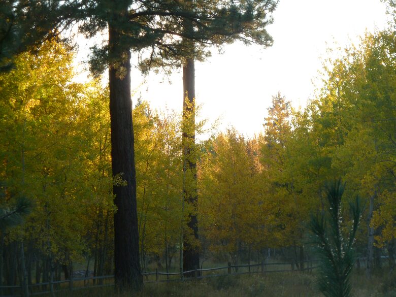 Aspen Meadow Lodge | Private Pickleball Court, Bonus Room, on 8.5 Acres - Sisters, Oregon