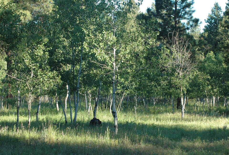 Aspen Meadow Lodge | Private Pickleball Court, Bonus Room, on 8.5 Acres - Sisters, Oregon