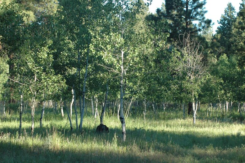 Aspen Meadow Lodge | Private Pickleball Court, Bonus Room, on 8.5 Acres - Sisters, Oregon