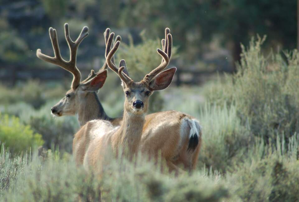 Aspen Meadow Lodge | Private Pickleball Court, Bonus Room, on 8.5 Acres - Sisters, Oregon
