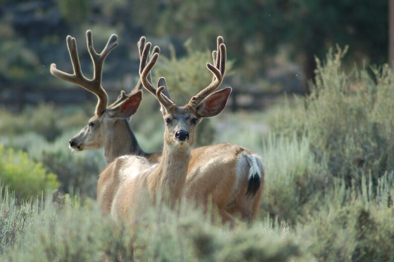 Aspen Meadow Lodge | Private Pickleball Court, Bonus Room, on 8.5 Acres - Sisters, Oregon