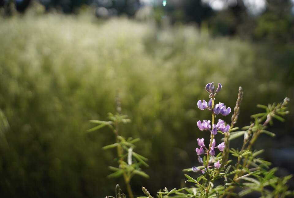 Aspen Meadow Lodge | Private Pickleball Court, Bonus Room, on 8.5 Acres - Sisters, Oregon