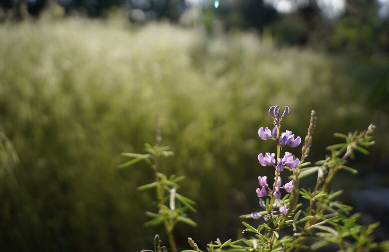 Aspen Meadow Lodge | Private Pickleball Court, Bonus Room, on 8.5 Acres - Sisters, Oregon