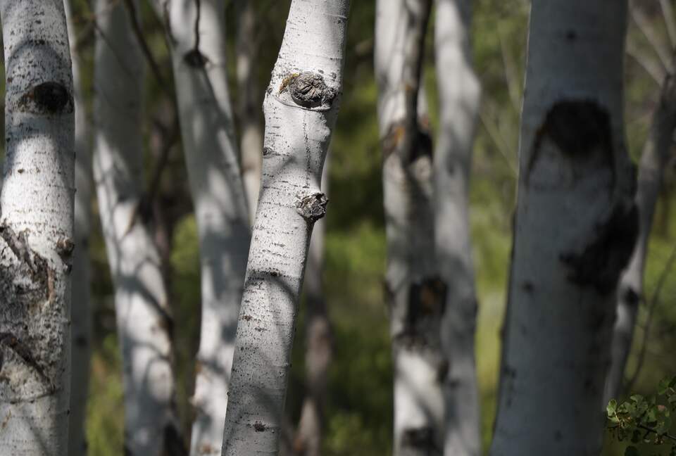 Aspen Meadow Lodge | Private Pickleball Court, Bonus Room, on 8.5 Acres - Sisters, Oregon