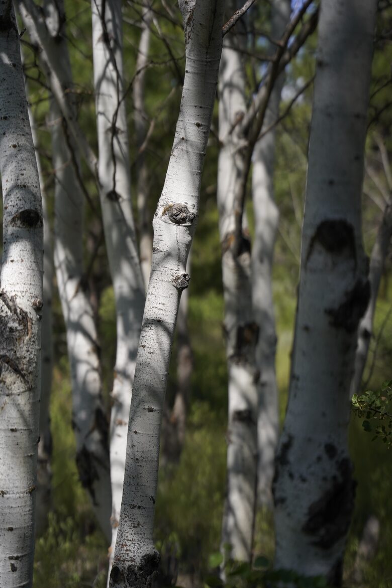 Aspen Meadow Lodge | Private Pickleball Court, Bonus Room, on 8.5 Acres - Sisters, Oregon