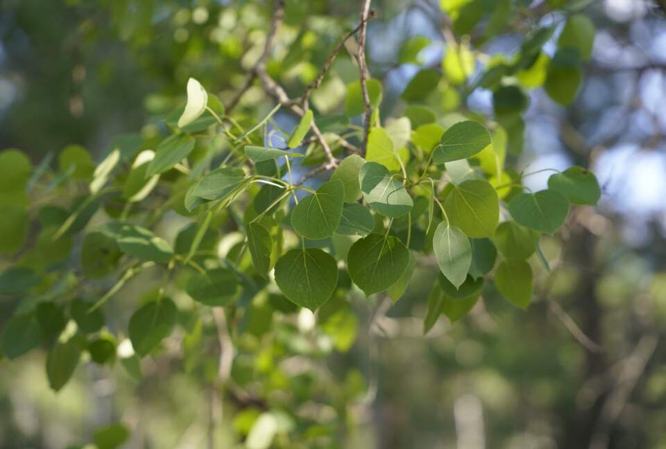 Aspen Meadow Lodge | Private Pickleball Court, Bonus Room, on 8.5 Acres - Sisters, Oregon