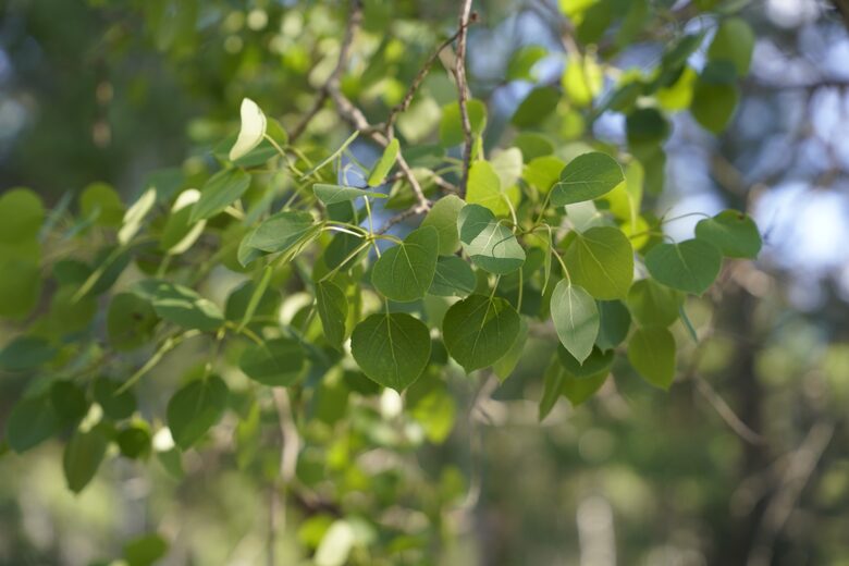 Aspen Meadow Lodge | Private Pickleball Court, Bonus Room, on 8.5 Acres - Sisters, Oregon