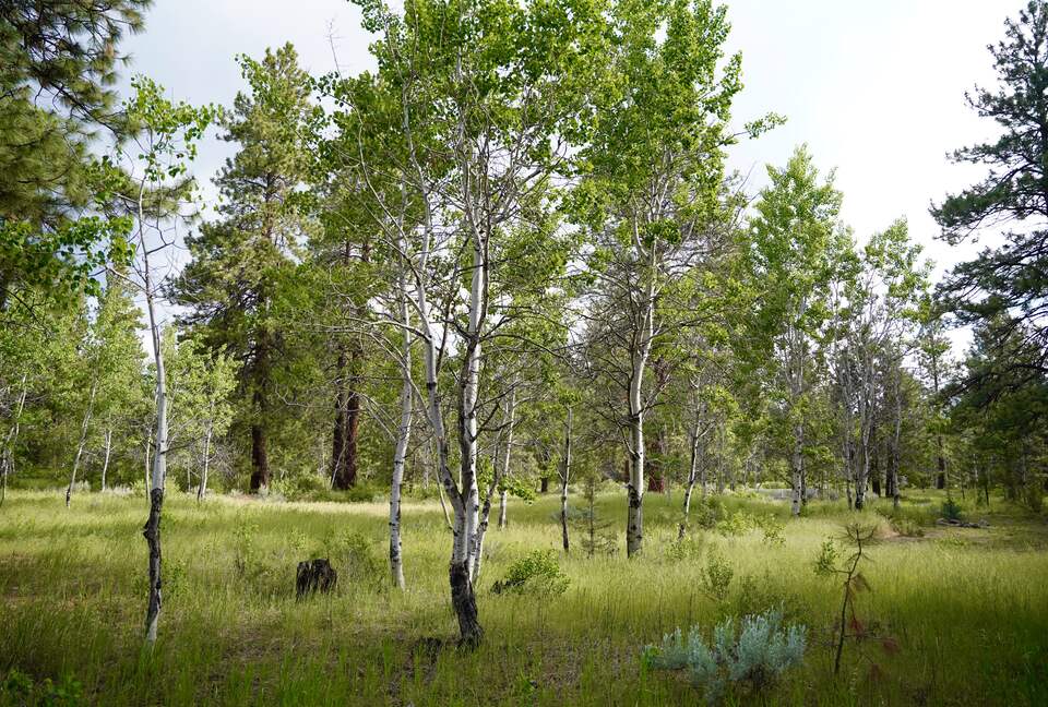 Aspen Meadow Lodge | Private Pickleball Court, Bonus Room, on 8.5 Acres - Sisters, Oregon