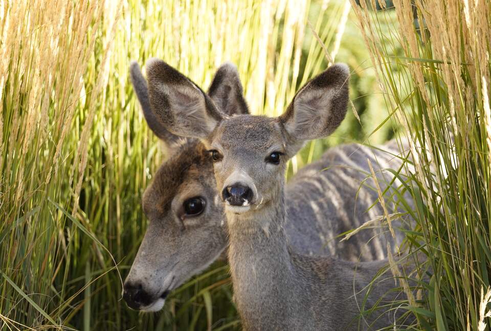 Aspen Meadow Lodge | Private Pickleball Court, Bonus Room, on 8.5 Acres - Sisters, Oregon