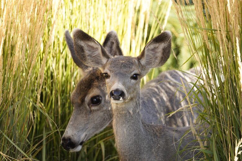 Aspen Meadow Lodge | Private Pickleball Court, Bonus Room, on 8.5 Acres - Sisters, Oregon