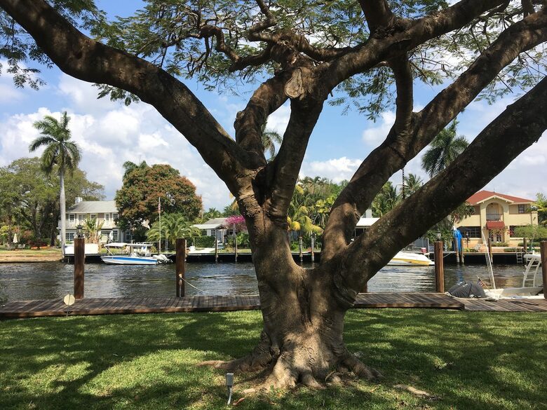 Forever Poinciana - Fort Lauderdale, Florida